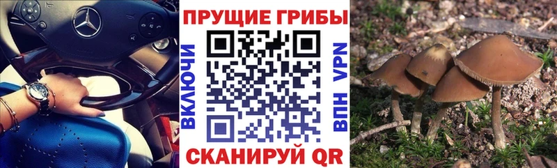 Галлюциногенные грибы прущие грибы  Купить где  Междуреченск 